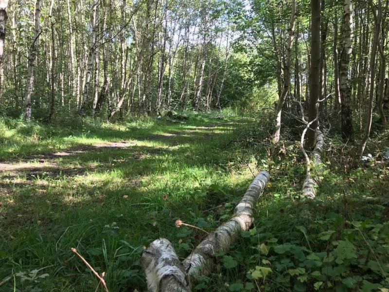 Enjoy Natur, See Und Meer Chalet Lauwersoog- 1-6 Pers- 3 Schlafzimmer, 2 Badezimmer- Fruehes Einchecken Ab 14 Uhr Eksteriør billede